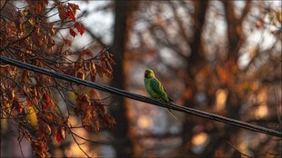 电线上的绿鹦鹉与秋叶