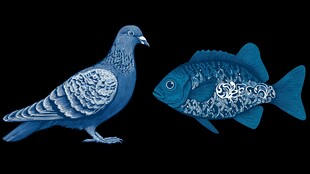 蓝调鸽鱼 精致艺术造型
