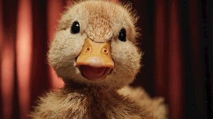 可爱毛绒小鸭张嘴萌态