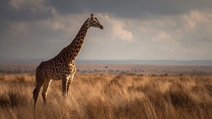 草原上的长颈鹿