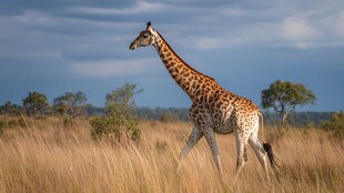 草原上漫步的长颈鹿