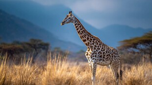 草原上的长颈鹿眺望远方