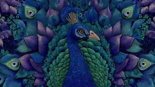 梦幻孔雀 绚丽羽毛艺术图