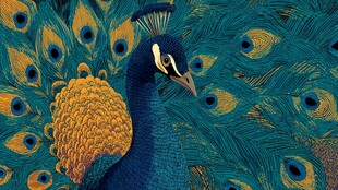 绚丽孔雀开屏艺术插画