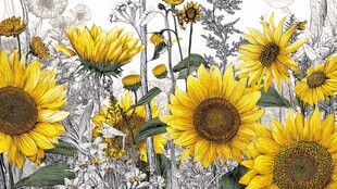 1 灿烂向日葵花卉插画图