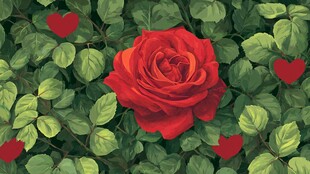 红玫瑰绽于绿叶爱心间