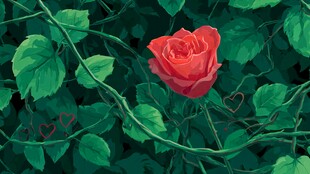 绿叶丛中娇艳红玫瑰