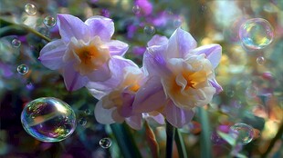 梦幻水仙与灵动泡泡