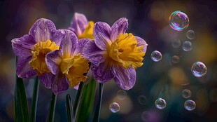 紫色水仙与梦幻泡泡