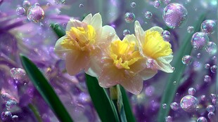 梦幻水仙与气泡的美丽邂逅