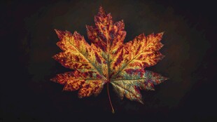 秋意斑斓枫叶特写