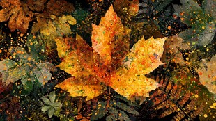 秋叶斑斓 绘就自然诗意画卷