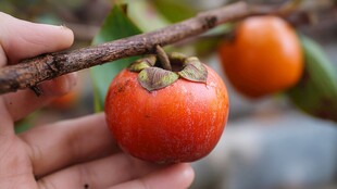 手托枝头鲜艳红柿子