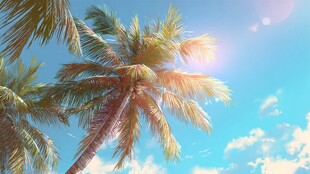 夏日椰林 阳光蓝天美景