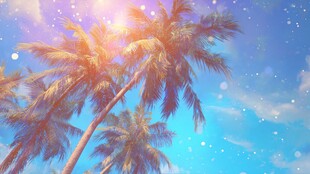 阳光椰树映蓝天梦幻美景