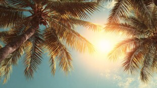 阳光照耀下的棕榈树美景