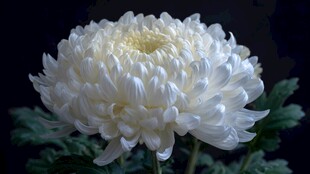 白菊绽放 尽显优雅风姿