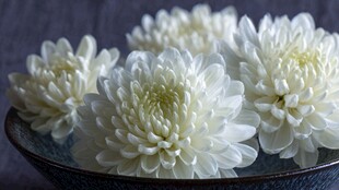 瓷碗中的素雅白菊花