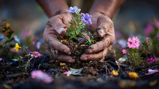 双手呵护绽放的娇嫩小花