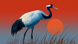 夕阳下的丹顶鹤
