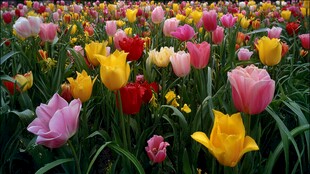 五彩斑斓郁金香花海