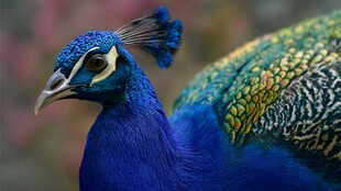 蓝孔雀特写 绚丽羽毛与神态