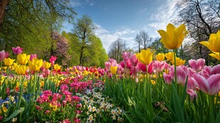 春日烂漫郁金香花海