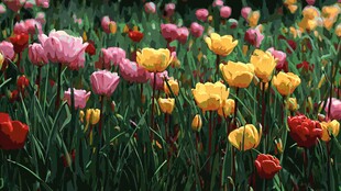 五彩斑斓的郁金香花田