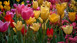 多彩郁金香绽放的美丽景致