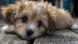 可爱小狗趴于木质地板上