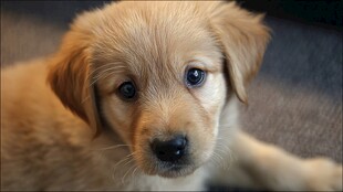 可爱小金毛幼犬萌态十足