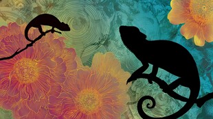 花卉背景上的两只变色龙