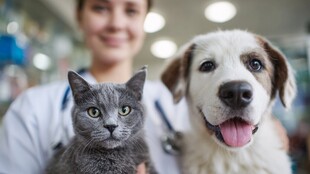 兽医与猫狗的温馨瞬间