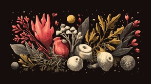 海洋植物与贝壳精美组合