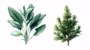 手绘绿植 鼠尾草与松枝