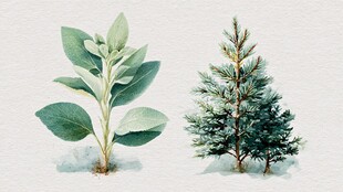 两株植物水彩插画