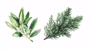 手绘芳香草本植物插画