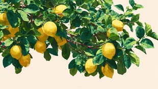 枝头饱满柠檬挂满绿叶