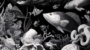 海底鱼群与珊瑚景观