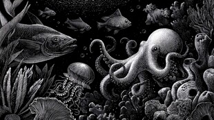 海底奇幻生物大集合