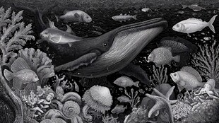 海底生物的奇妙共生景象