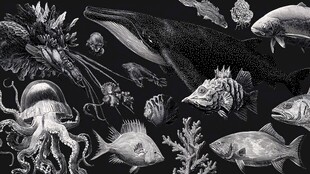 海洋生物黑白插画集合