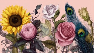 花卉与孔雀羽毛插画艺术