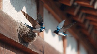 屋檐下双燕飞舞的瞬间