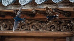 双燕飞过古雅屋檐