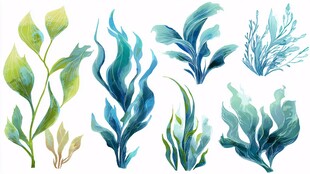 水彩风海洋植物素材