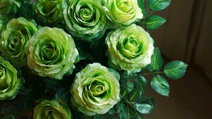 清新绿玫瑰绽放生机