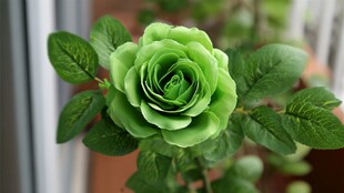 绿玫瑰特写 清新自然之美