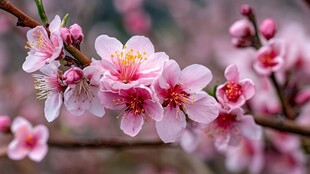 娇艳桃花绽放枝头