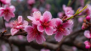 粉嫩桃花绽放枝头